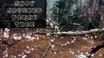 Peach tree covered in snow