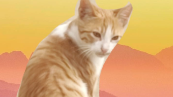 Say Hello to My Kitty