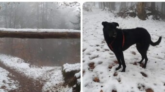 Decisions in fog and mud and snow, cute dog photos included