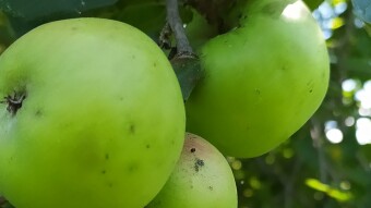 Apple..!
