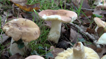 Russula graveolens - a fungus with an unpleasant fish smell, also called stinky