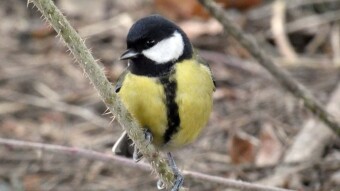 Early spring meetings with tit and more