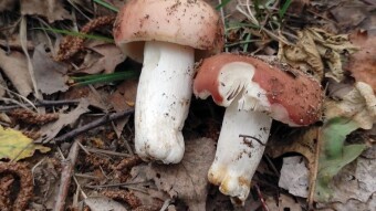 Edible summer mushrooms, but is it worth taking them to the kitchen?