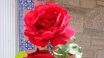 Pair of roses