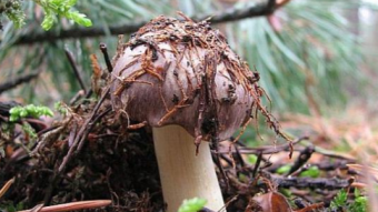 Mushrooms occurring in Europe - Tricholoma portentosum