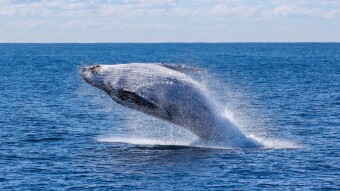 Battle against Whales : Who will win ?