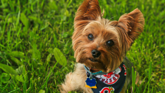 Coronavirus is a Dog's Best Friend