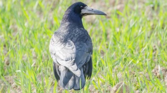 Rook - Birding / Wildlife