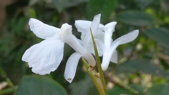 Flower Photography.