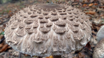 Mushrooms occurring in Europe - Macrolepiota procera or Lepiota procera
