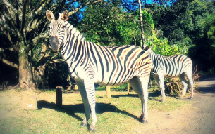 Zebra Family on The Trails