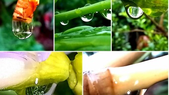 WATER DROPS Photography.