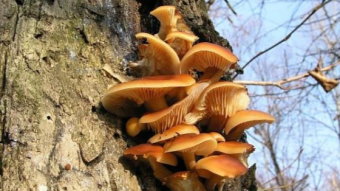 Mushrooms occurring in Europe - Flammulina velutipes
