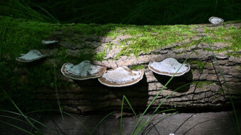 Mushrooms perceived a little differently