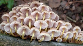 May arboreal mushrooms - Beautiful bonnet (Grzybówka złototrzonowa) (Mycena renati)