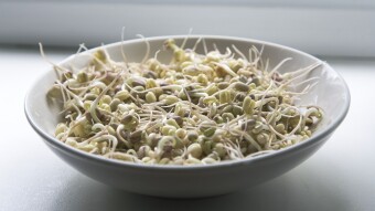 How to Make Your Own Bean Sprouts