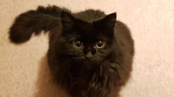 Hola. Soy un gato.