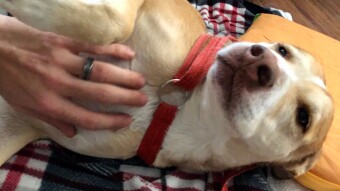 Reading Dog Behavior