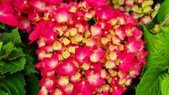Beautiful flowers.