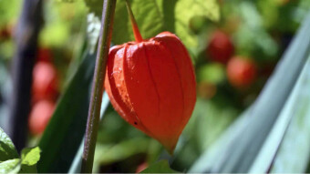 Physalis inflatae, or beautiful lanterns in our garden