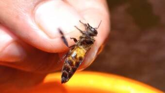 La llegada de las abejas para recolectar miel del azúcar.