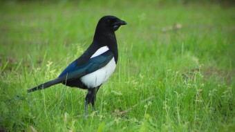 One for Sorrow