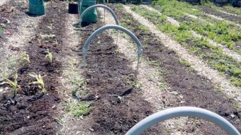 Our Vegetable Plots #9