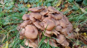 Fried chicken mushroom - Little known edible mushroom
