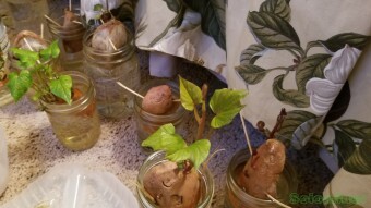 Sweet Potato slip update