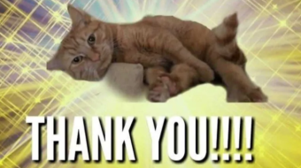 I AM GRATITUDE
