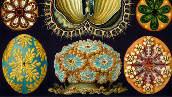 SymbiosisDeFined: The Trials and Tribulations of Symbiotic Organisms.