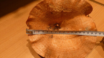 Mushrooms occurring in Europe - Lactarius deliciosus - my record!