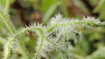 WATER DROPS