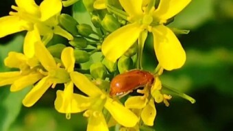 Insect videography of mine