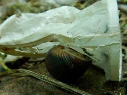 Take your trash with you before the snails do it for you ...