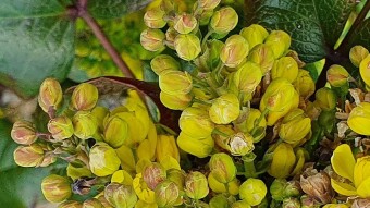 News  in the garden