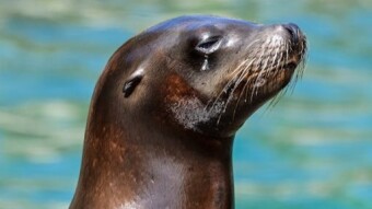Sappy Seals to 10 ETH?