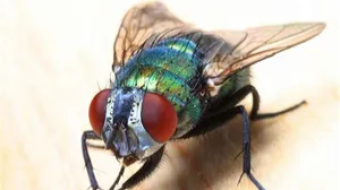 Life Lesson Taught by A House Fly