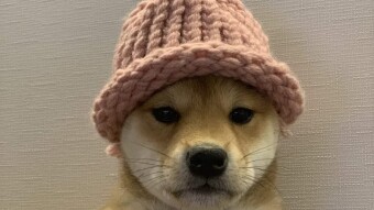 WIF new MTH wen Lambo?