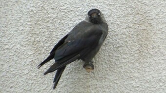 Birds tired of the heat in search of water - My Actifit Report Card: July 12 2024