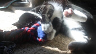 Walter playing with the dogs toy