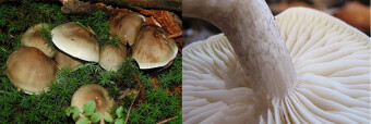 Mushrooms occurring in Europe - Tricholoma saponaceum