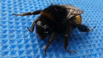 Bumblebee - docile, hairy fat