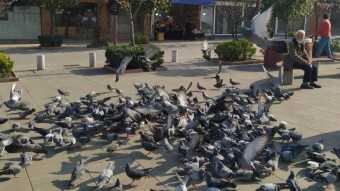 Cage Birds | Siavash Song, A chilling Music of the Past