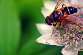 Insect Photography - Drone Fly