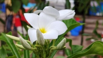 Chapa flower photography