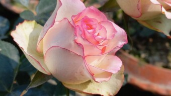 Rose flower photography.