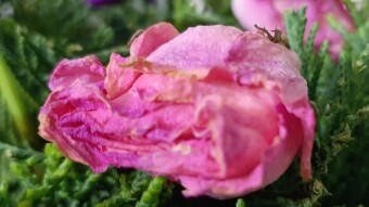 Withering inside a bouquet