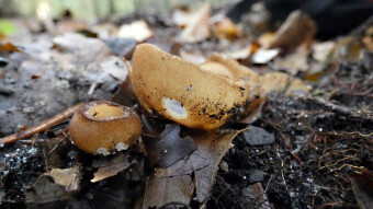 Fascinating mushroom shapes - Tarzetta catinus