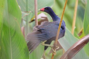 Purple Gallinule (Porphyrio martinica)
